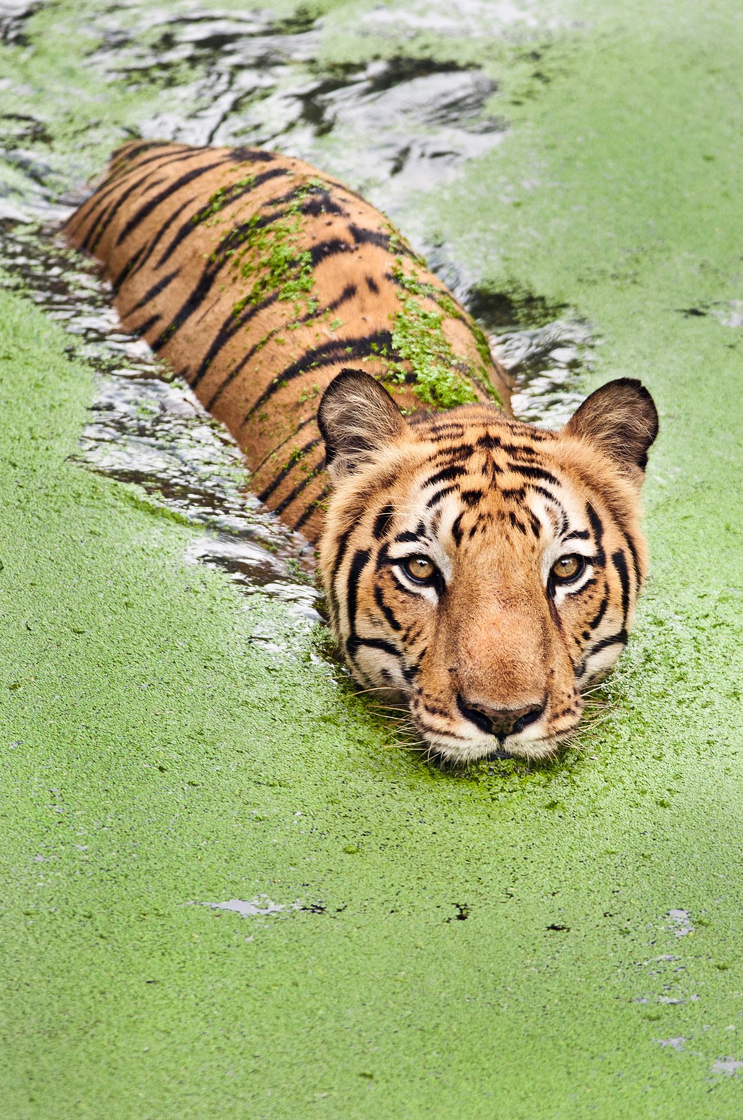 A Royal Bengal Tiger takes a bath in a swamp