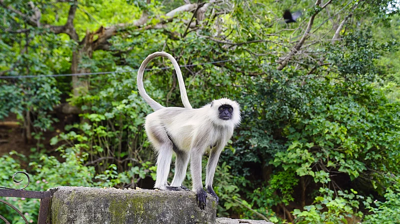 A langur at the Kumbhalgarh Wildlife Sanctuary
