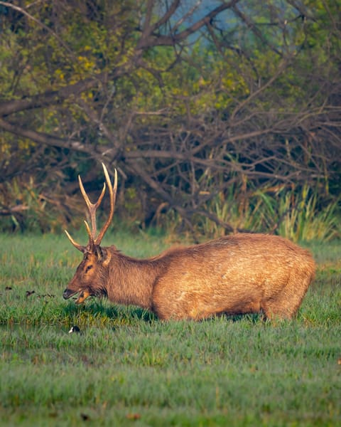 A Sambar Deer in its habitat