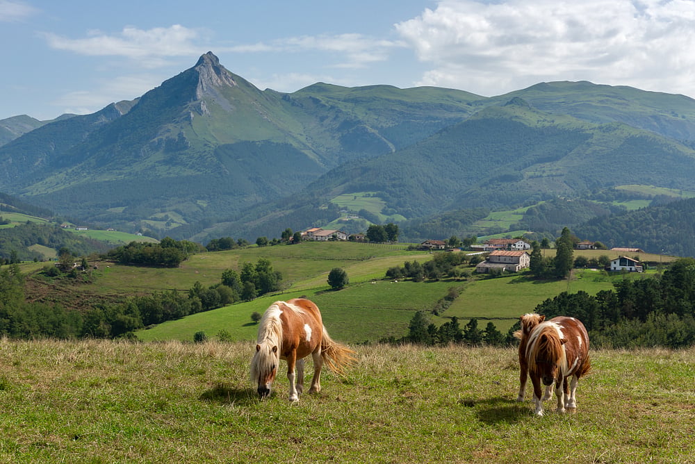 Horses grazing in a meadow in Goierri in Basque Country, Spain