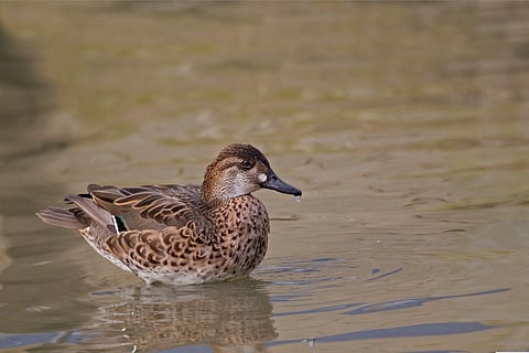 A female Baikal teal