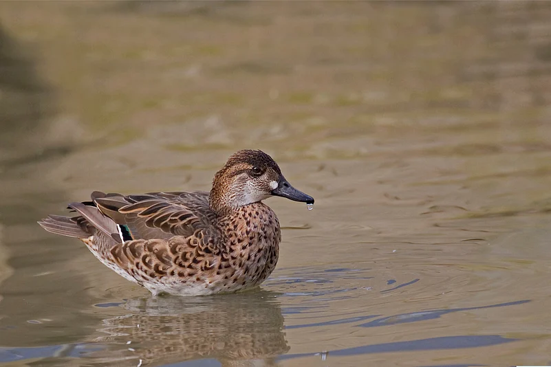 A female Baikal teal