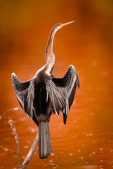Shutterstock : An Oriental darter in Keoladeo National Park