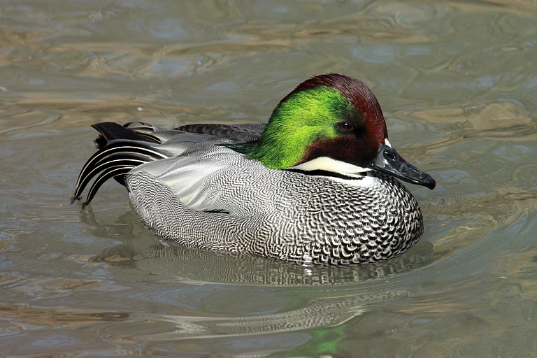The falcated duck was sighted last year in Surajpur, Chhattisgarh - Vendula Odkladalova/Shutterstock