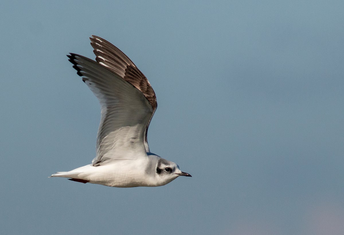 A little gull in winter plumage