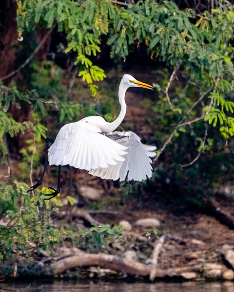 An egret in Sultanpur National Park