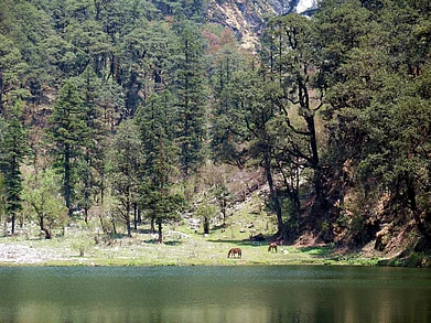 Puneet Roy/Shutterstock : Horses graze on the shores of Dodital Lake in the summer