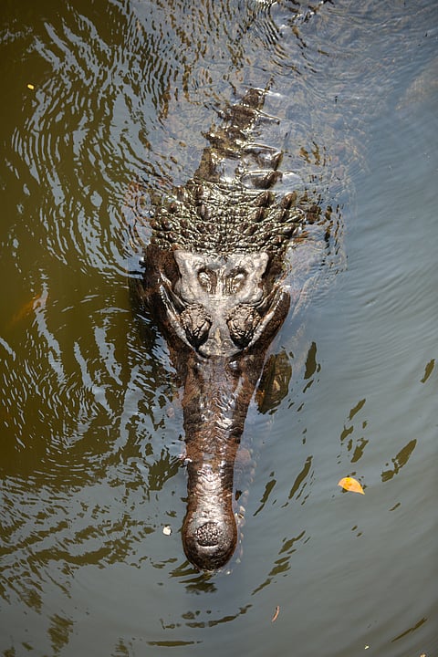 Top view of the head and snoot of a gharial