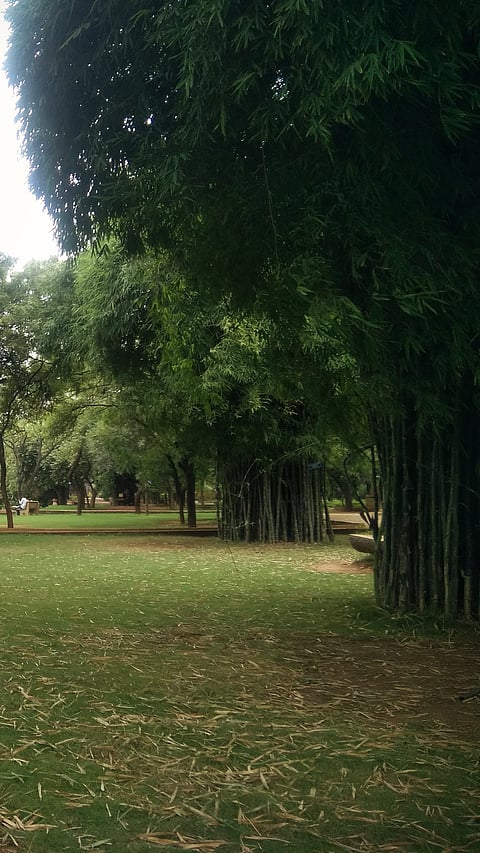 At the Mahaveer Harina Vanasthali National Park