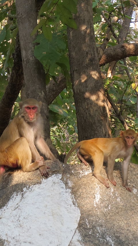 Rheses macaque in Kawal Wildlife Sanctuary