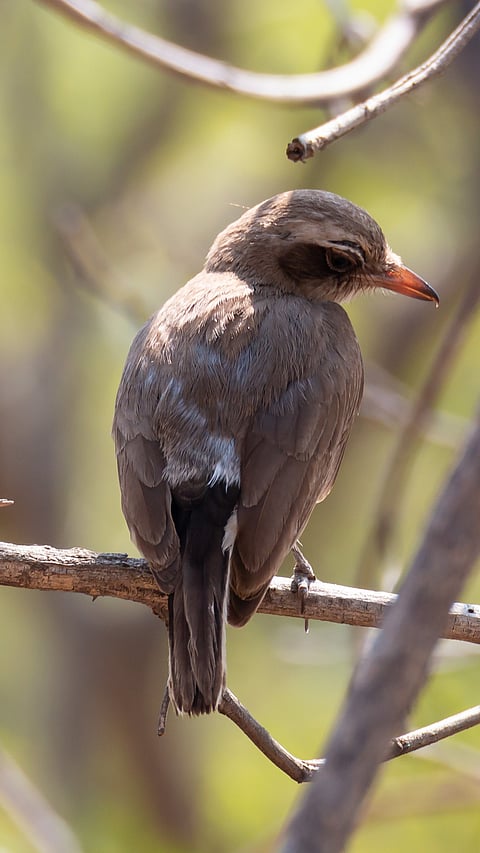 Common WoodShrike in the Amrabad Forest Reserve