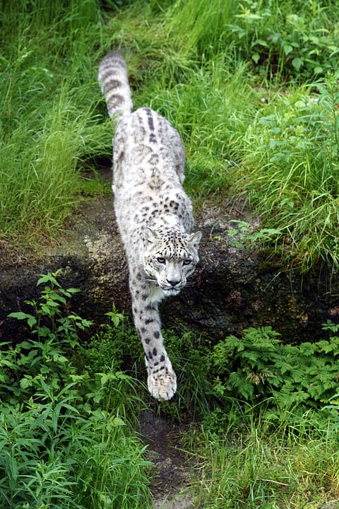 A snow leopard looks into the camera
