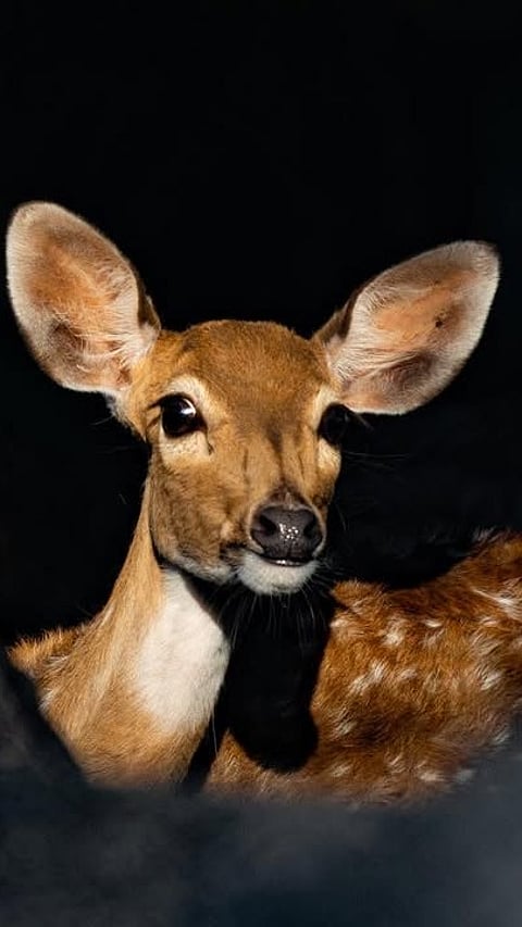 At the Mrugavani National Park