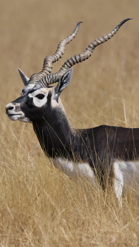Blackbucks are found in Pranahita Wildlife Sanctuary