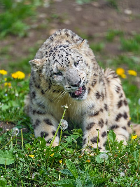 A snow leopard eating a flower