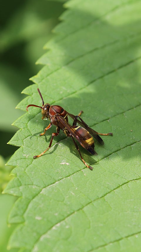 At the Kasu Brahmananda Reddy National Park