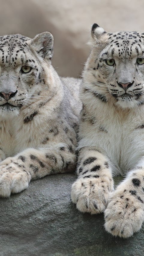 A pair of snow leopard in their territory