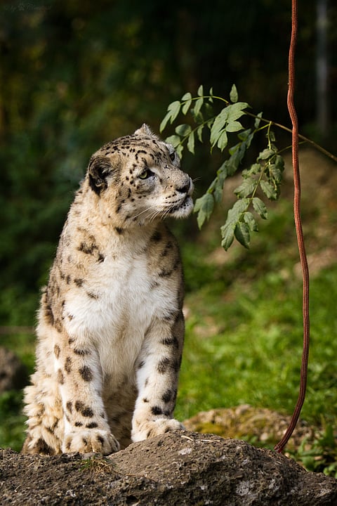 A snow leopard sits in its habitat