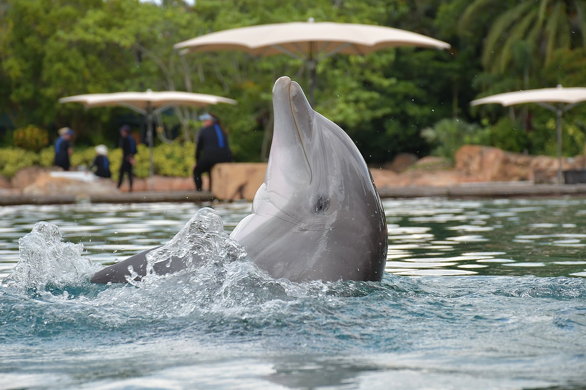 A dolphin in Discovery Cove
