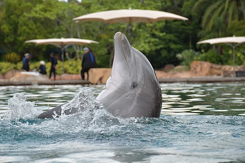 A dolphin in Discovery Cove
