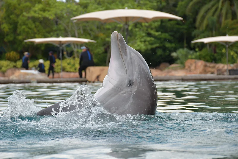 A dolphin in Discovery Cove