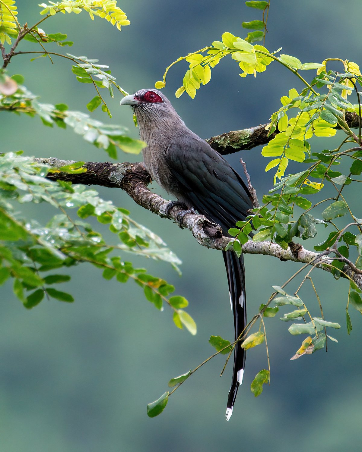 Shutterstock : A stunning shot of a Green-billed Malkoha