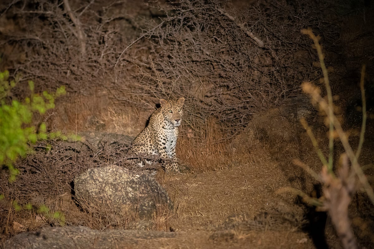 A leopard in Bera village, Rajasthan spotted at night
