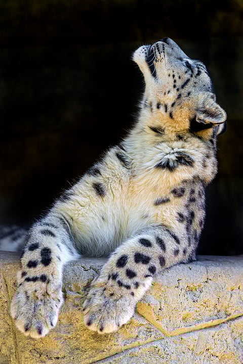 A pretty photograph of a snow leopard