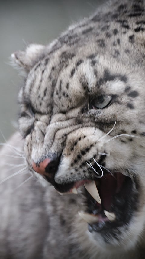 A ferocious snow leopard