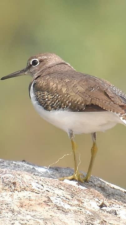 The common sandpiper at Pocharam Wildlife Sanctuary
