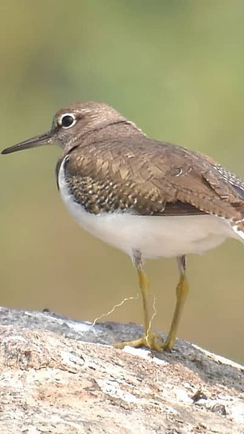 The common sandpiper at Pocharam Wildlife Sanctuary