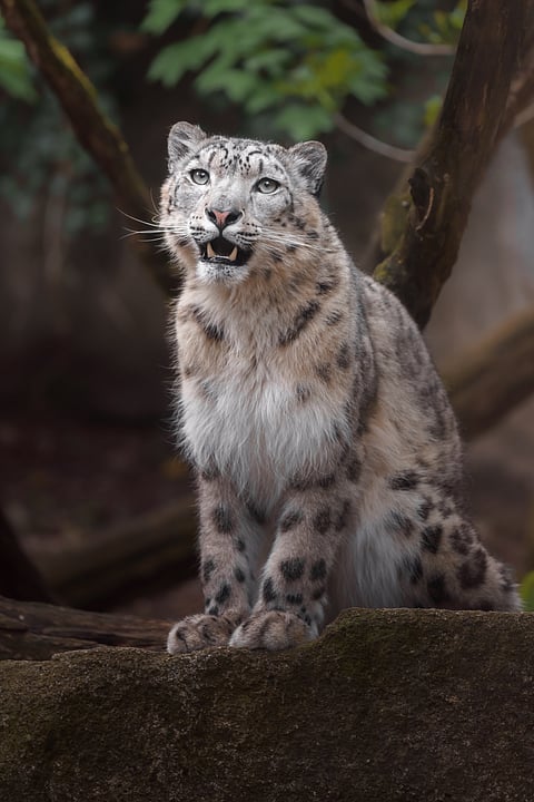 A portrait of a snow leopard