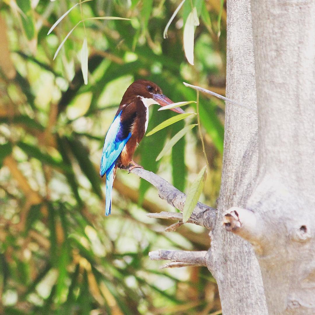 Commons kingfisher at Eturnagaram Wildlife Sanctuary