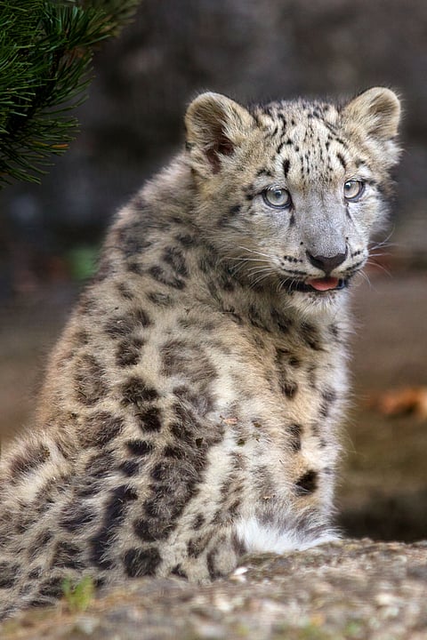 A snow leopard looks into the camera