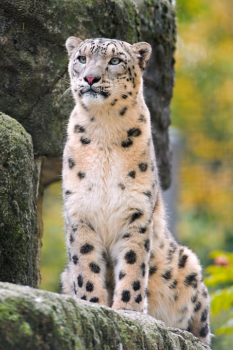A stunning portrait of a snow leopard