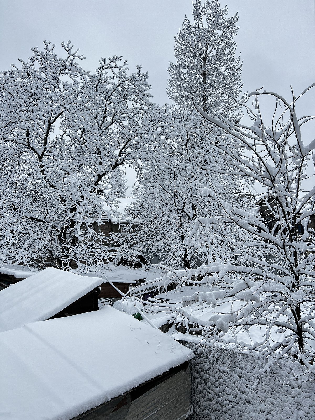 Shutterstock : Snowfall in Kashmir