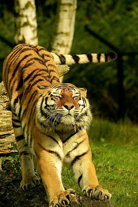 A tiger stretches in its dry surrounding