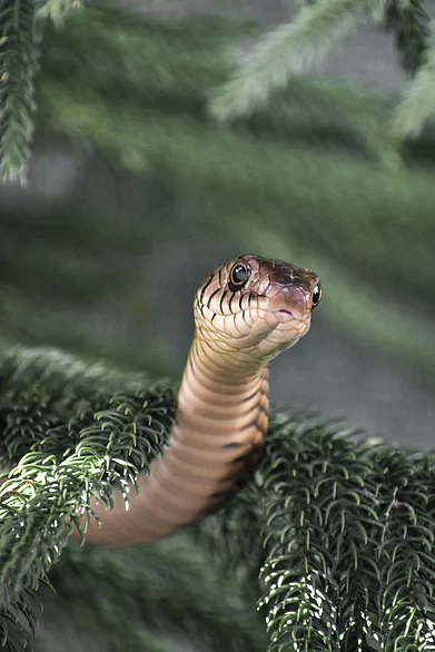 Pexels : A view of a snake found in India