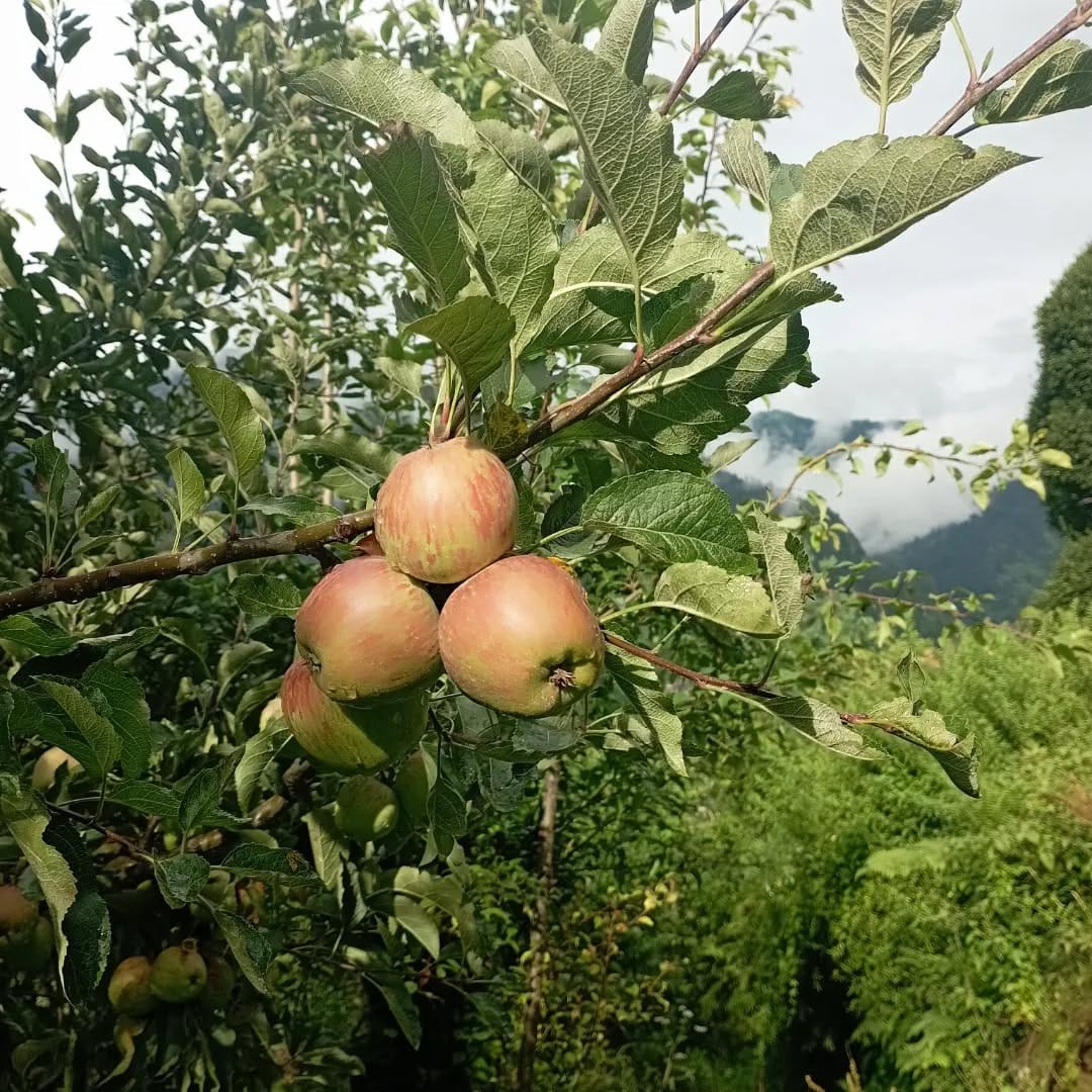 The region is known for apple orchards