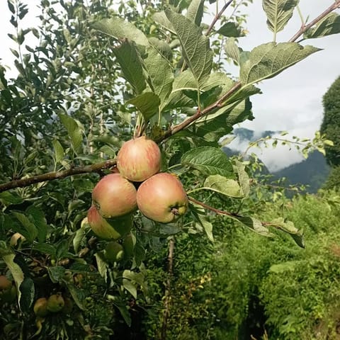 The region is known for apple orchards