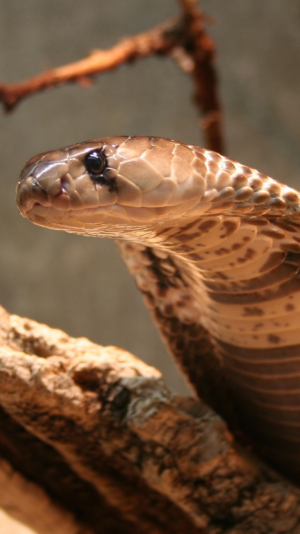 A close-up shot of an Indian Cobra