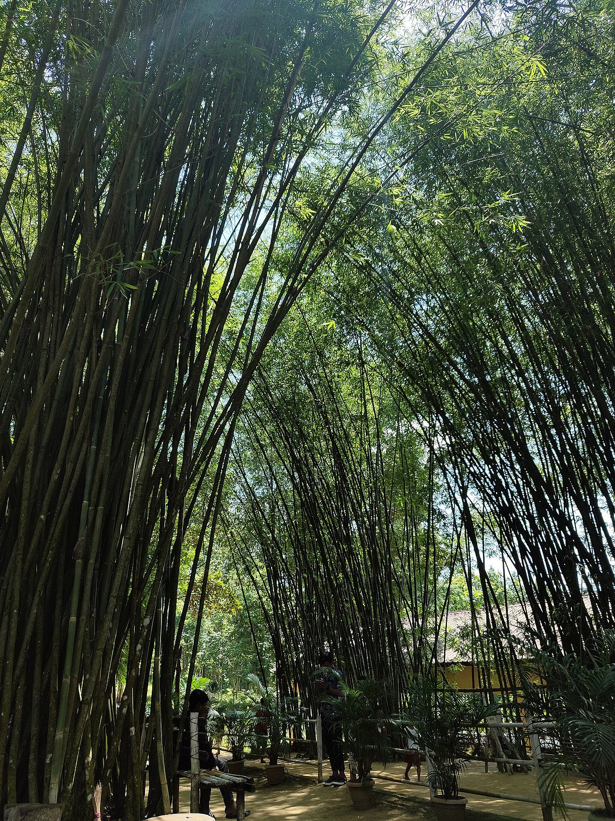 In these parts of the country, bamboo grows in abundance everywhere