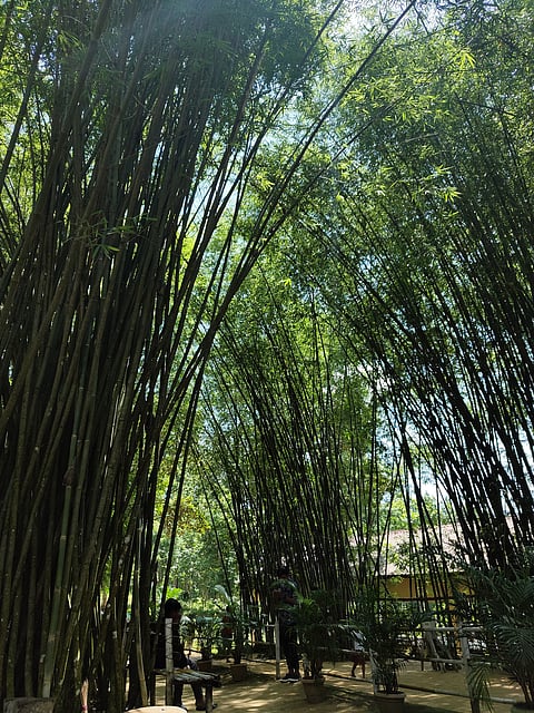 In these parts of the country, bamboo grows in abundance everywhere