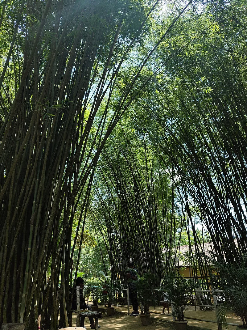 In these parts of the country, bamboo grows in abundance everywhere