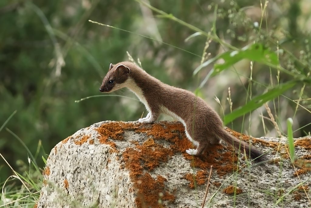 Encounter the short-tailed weasel in Jispa