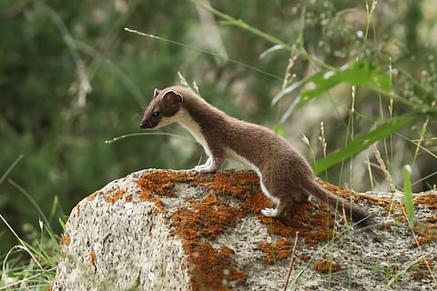 Encounter the short-tailed weasel in Jispa
