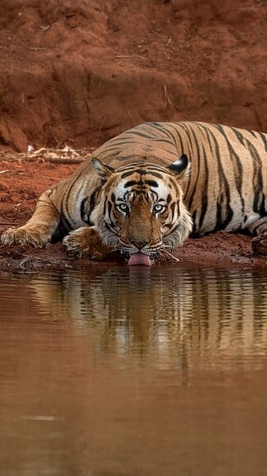 Tiger at a waterhole