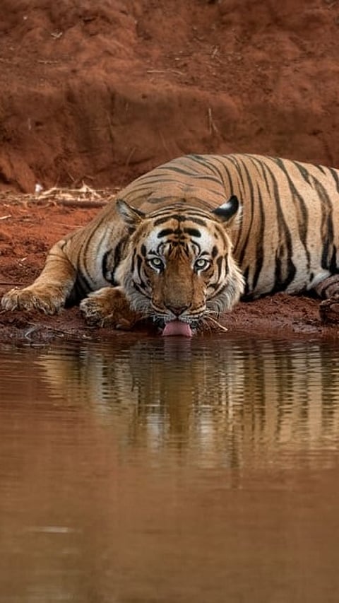 Tiger at a waterhole