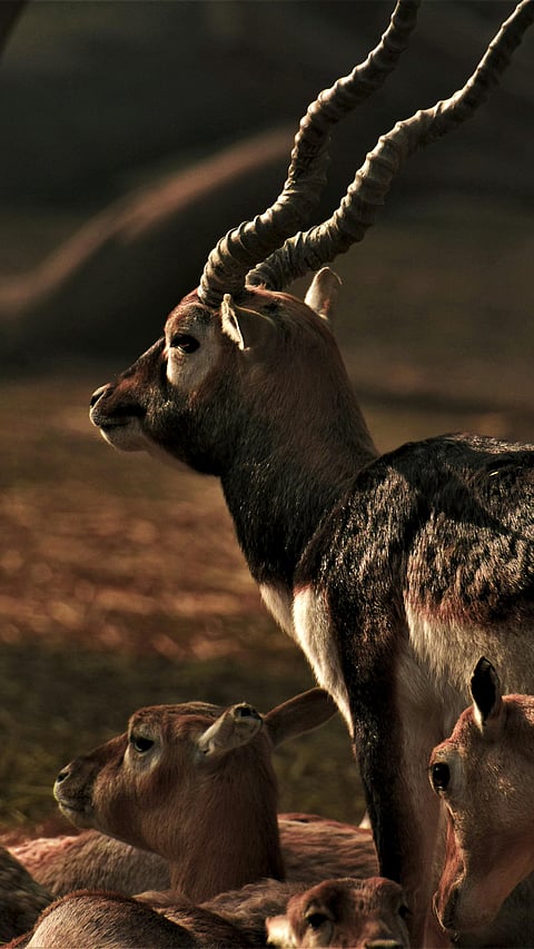 A chinkara (Indian Gazelle)