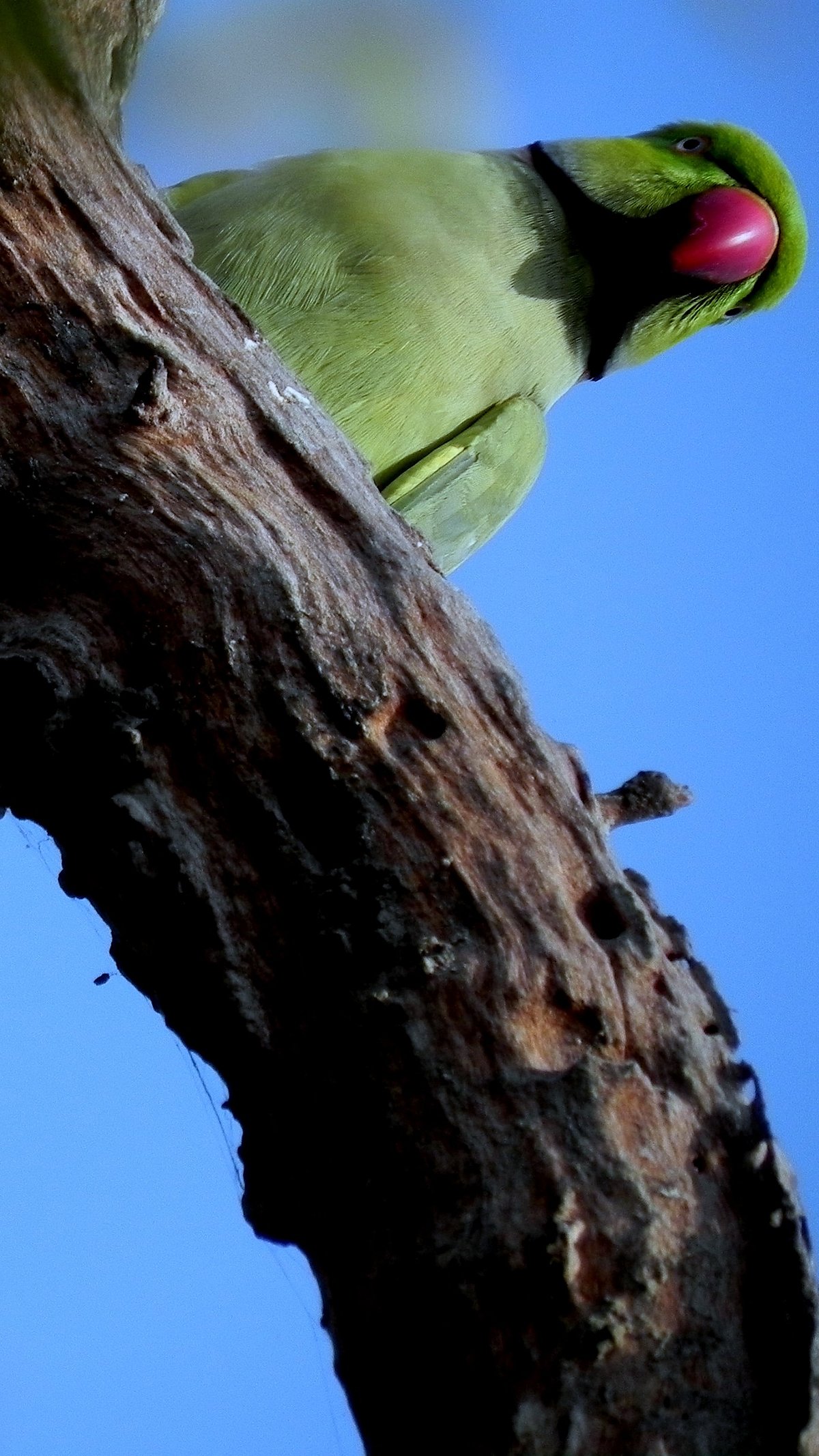 Wikimedia Commons : Common Parakeet at Keoladeo National Park, Bharatpur Rajasthan